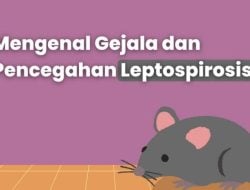 Waspada! Penyakit Leptospirosis Terus Mengintai di Tengah Musim Hujan, Berikut Gejalanya