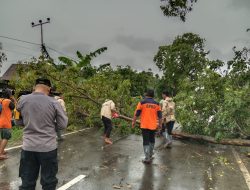 Hujan Disertai Angin Kencang, Sejumlah Rumah dan Pohon di Sidrap Tumbang