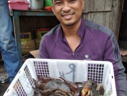 Kepiting Wajo di Ekspor ke Luar Negeri