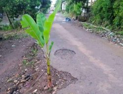 Jalan Rusak Ditanami Pohon Pisang di Barua, Dinas PUPR Bantaeng : Saya Tidak Tahu