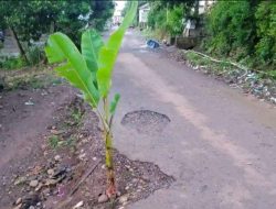 Jalanan Rusak, Warga Tanami Pisang di Bantaeng