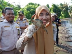 Diselundupkan dari Kalimantan, Balai Karantina Sulbar Kembalikan Kepiting Bakau ke Habitat