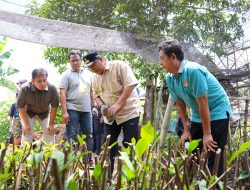 Pj Gubernur Sulsel Cek Lokasi Pembibitan Sukun yang Diinisiasi Kelompok Tani Desa Samaenre