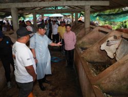 Pj Gubernur Sulsel Kunjungi Bangsal Pasca Panen, Tebar Benih Ikan dan Inseminasi Buatan di di Pinrang