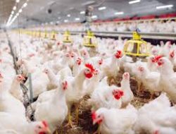 Dinas Kesehatan Hewan dan Peternakan Sulsel Mantapkan Administrasi Bantuan Peternakan Ayam