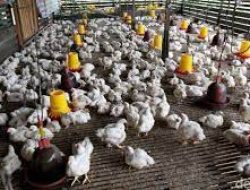Pemprov Kucurkan Rp1,9 Miliar untuk Pengembangan Ternak Ayam