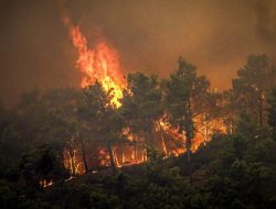 Kebakaran Hutan, 99 Orang Tewas dan 1.600 Kehilangan Rumah