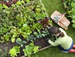 Tips dan Kunci Sukses dalam Berkebun