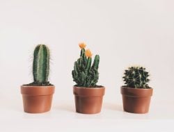 6 Manfaat Kaktus yang Luar Biasa Selain sebagai Tanaman Hias