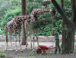 Berikut 4 Destinasi Wisata Kebun Binatang di Jawa Barat