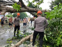 Pohon Tumbang di Poros Bone Wajo, Brimob Bone Bergerak Cepat Lakukan Evakuasi