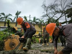 Danyon C Pelopor Kerahkan Tim SAR Evakuasi Pohon Tumbang di Poros Bone – Wajo