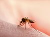 Ternyata Ini Alasan Malaria Menjadi Penyakit yang Berbahaya, Simak!