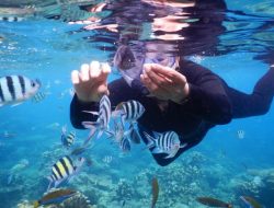 Snorkeling, Menikmati Indahnya Biota Laut di Taman Nasional Karimunjawa