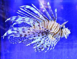 Lionfish Niles: Keindahan Berbisa yang Membawa Pesona di Rumah Anda