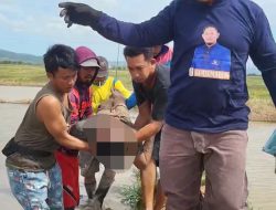 Petani di Sidrap Ditemukan Meninggal di Persawahan, Diduga Keracunan Pestisida