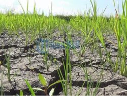 Ribuan Hektare Lahan Pertanian di Takalar Kekeringan, Efek Penutupan Bendungan Pammukkulu