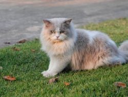 Mengenal Anabul: Kucing Persia yang Bawel Tiap Lapar