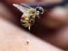 Pertolongan Pertama setelah Disengat Lebah Raksasa: Jangan Menunda, Apalagi jika Alergi