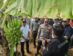 Petinggi TNI-POLRI Kunjungi Lokasi dan Tanam Bibit Pisang Cavendish di Bone