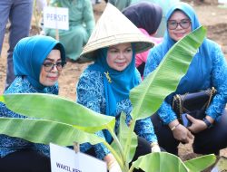 Tanam Ribuan Bibit Tanaman, TP PKK Gowa Dorong Pemanfaatan Lahan Pekarangan Rumah 