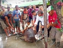 Pemkab Wajo Siapkan 2.443 Hewan Kurban Iduladha 2024