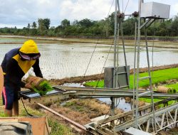 Sidrap Lumbung Pangan dan Benih Unggul, Ramli Manong : Bikin Petani Sejahtera