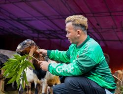 Grab dan OVO Sumbang Sapi dan Puluhan Kambing untuk Masyarakat