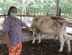 Pemkot Imbau Masyarakat Beli Hewan Kurban di PD RPH Kota Makassar