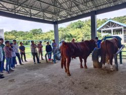 Dinas Peternakan Sulsel Berbagi Ilmu dengan Pemprov Sulbar Terkait Pengembangan Sapi