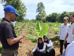 Warga Pangkep Ini Akui Potensi Ekonomi Budidaya Pisang Cavendish