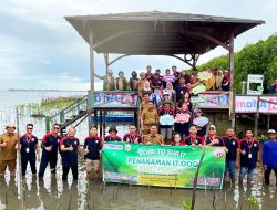 Sambut HUT ke-17, Alfamidi Tanam 3000 Pohon Mangrove di Lantebung