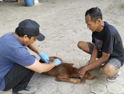 Rabies Renggut Dua Nyawa Semester I 2024 di Sulsel