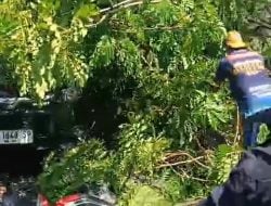 Pohon Tumbang Imbas Perbaikan Pipa PDAM Timpa Mobil Warga di Tamalanrea