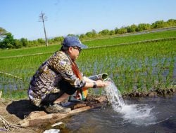 Program Pompanisasi Kementan Berhasil Naikkan Produksi Beras di Bulan Agustus-Oktober