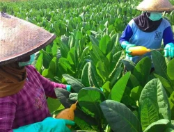 PP Kesehatan Dianggap Cacat Proses Bagi Petani Tembakau