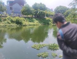 Buaya Berukuran Empat Meter Muncul di Kanal Dekat Perumahan Elit Panakkukang 