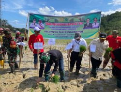 Dukung Program PAT Kementan untuk Atasi Dampak El Nino, Petani Barru Percepat Proses Tanam