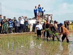 Menteri Pertanian Andi Amran Sulaiman Panen Padi Bersama Petani di Gowa