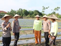 Dukung Program Ketahanan Pangan Nasional, Wakapolres Luwu Tinjau Kampung Pangan Hortikultura di Lamasi