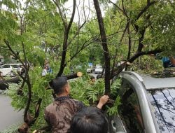 Satu Mobil Tertimpa Pohon Tumbang Sebabkan Kemacetan Parah di Jalan Hertasning