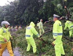 Satlantas Polres Pelabuhan Makassar Sigap Bersihkan Pohon Tumbang Akibat  Angin Hujan Deras