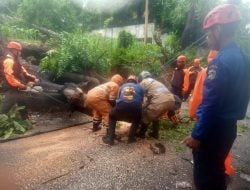 Pohon Tumbang Akibat Hujan Deras dan Angin Kencang, Bhabinkamtibmas Bantu BPBD Eksekusi