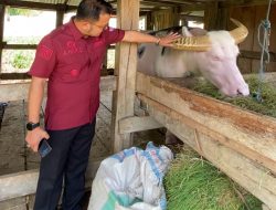 Kanwil Kemenkum Sulsel Inventarisasi Potensi Kekayaan Intelektual Komunal Tedong Bonga Toraja