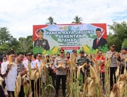 Dukung Swasembada Pangan Nasional, Polres Luwu Panen Raya Jagung 