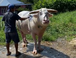 Tedong Bonga Toraja Tercatat Sebagai Kekayaan Intelektual Komunal Sumber Daya Genetik