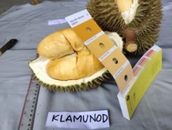 Durian Tembaga Super Bangka Barat Tercatat Sebagai Sumber Daya Genetik