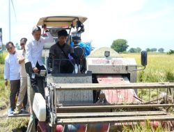 Bupati Jeneponto Ikuti Panen Raya Padi Serentak
