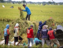 USDA Akui Lompatan Produksi Beras Indonesia, Ekspor Thailand Tertekan