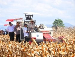 Didampingi Mentan Amran, Presiden Prabowo Pimpin Panen Raya Jagung Di Kalbar